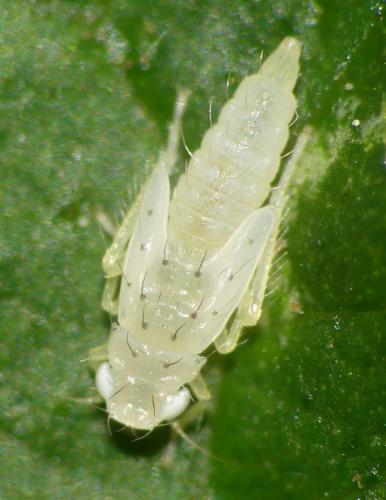 Réf. 353 678 : Typhlocybini inconnu